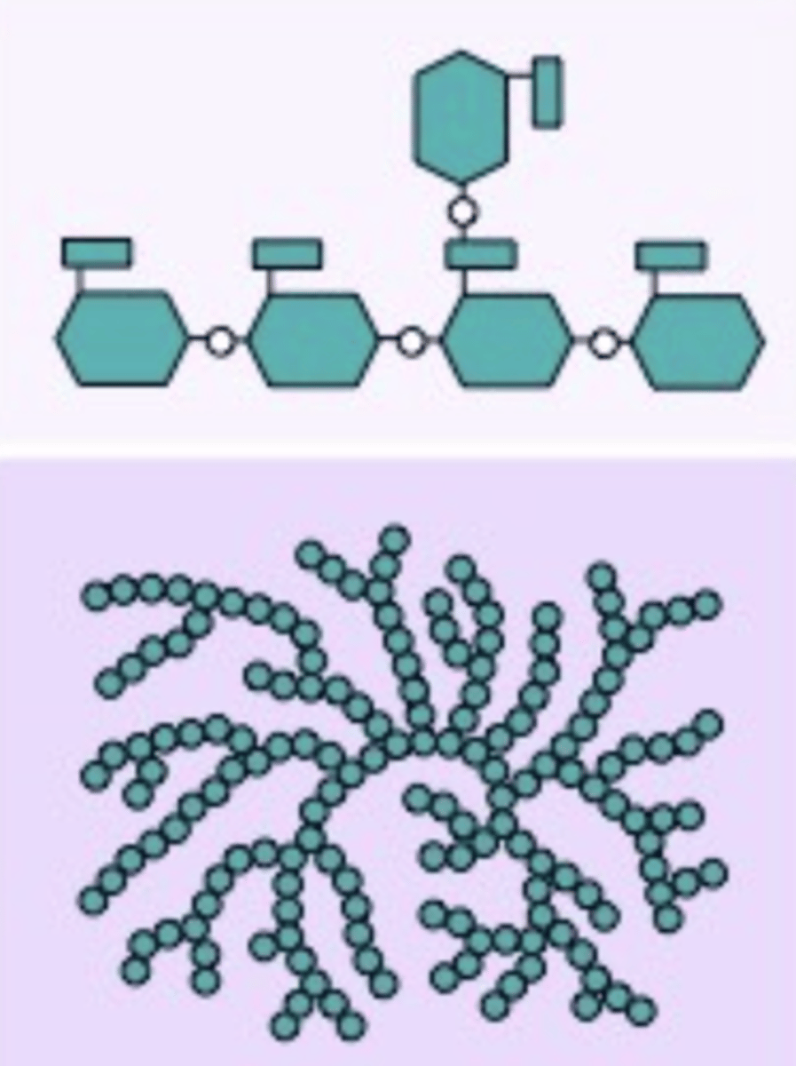 <p>A polysaccharide found in animals, with alpha glucoses, and are bonded with carbons 1-4, and 6, and serves in energy storage</p>