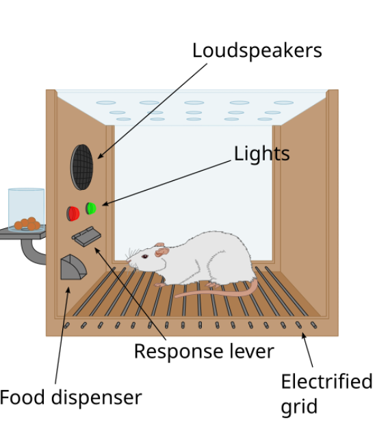 <ul><li><p><span style="color: #fffdfd"><strong>Skinner Box:</strong></span></p><ul><li><p><strong>Operant Conditioning Setup</strong> – Similar to the Puzzle Box, designed to study learning through rewards.</p></li><li><p><strong>Lever for Food Reward</strong> – Animals press a lever to receive food.</p></li><li><p><strong>Stimulus and Response Tracking</strong> – Speakers and lights signal behaviors, while a recorder logs the number of responses.</p></li></ul></li></ul><p></p>