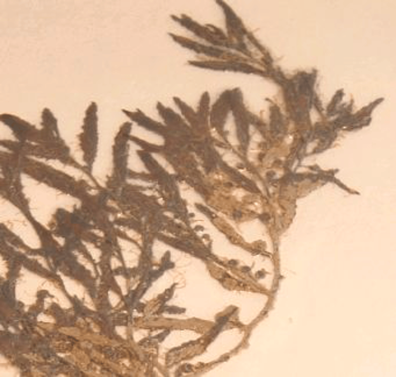 <p>Identify the Gulf Coast algal species shown</p>