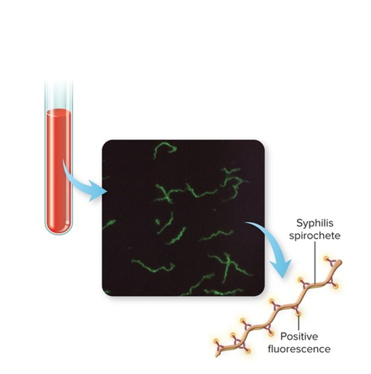 <p>To identify and locate microbial antigens on cell surfaces or tissues.</p>