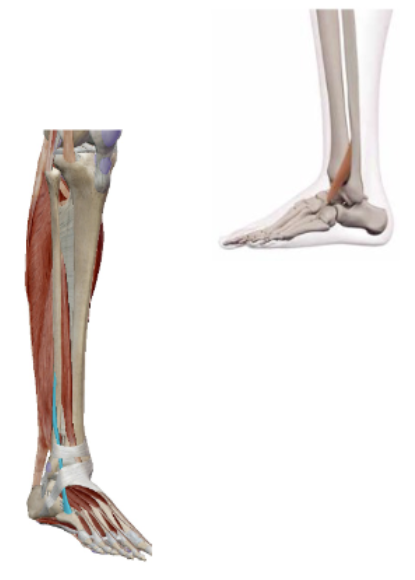 <p><span><span>M. Peroneus (Fibularis) Tertius</span></span></p>