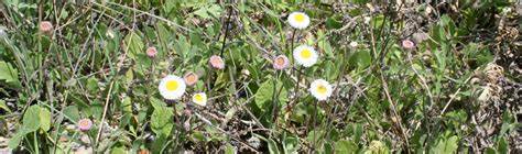 Family: Asteraceae

SN: Erigeron procumbens