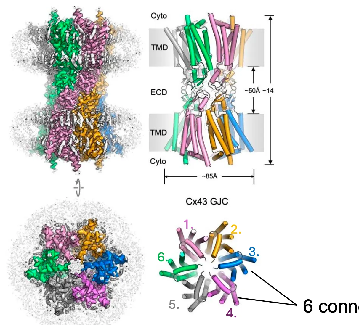 <ul><li><p>Gap junctions made of connexins.</p></li><li><p>And the 6 connexins align to form a pore called the connexon (gap junctions)</p></li><li><p>And then 2 connexons form a gap junction channel.</p></li><li><p>Usually they come in packages and so usually we have more than 100 gap junctions that connect the cells.</p></li></ul><p></p>