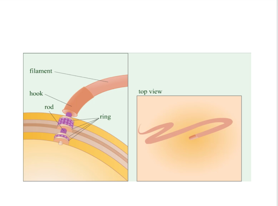 <ul><li><p><strong>Structure (3 parts):</strong></p><ol><li><p><strong>Filament</strong> – outermost region</p></li><li><p><strong>Hook</strong> – attaches filament to basal body</p></li><li><p><strong>Basal body</strong> – rod and pairs of rings; anchors flagellum to cell wall and membrane</p></li></ol></li><li><p><strong>Composition:</strong> Made of <strong>flagellin</strong> and other proteins</p></li><li><p><strong>Function:</strong> Filamentous appendages external to the cell; <strong>propel bacteria</strong> (motility)</p></li></ul><p></p>