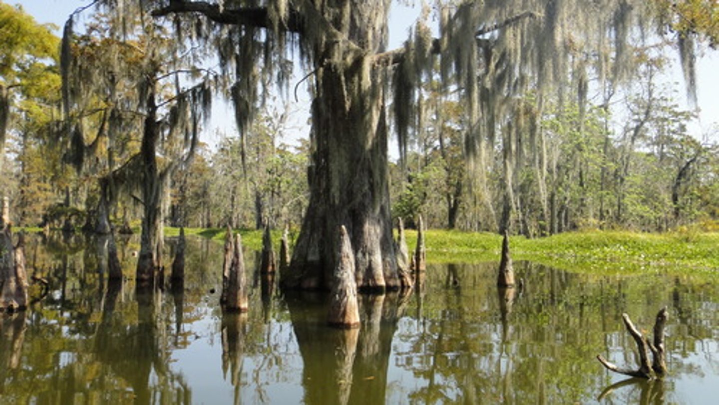 <p>swamp</p>