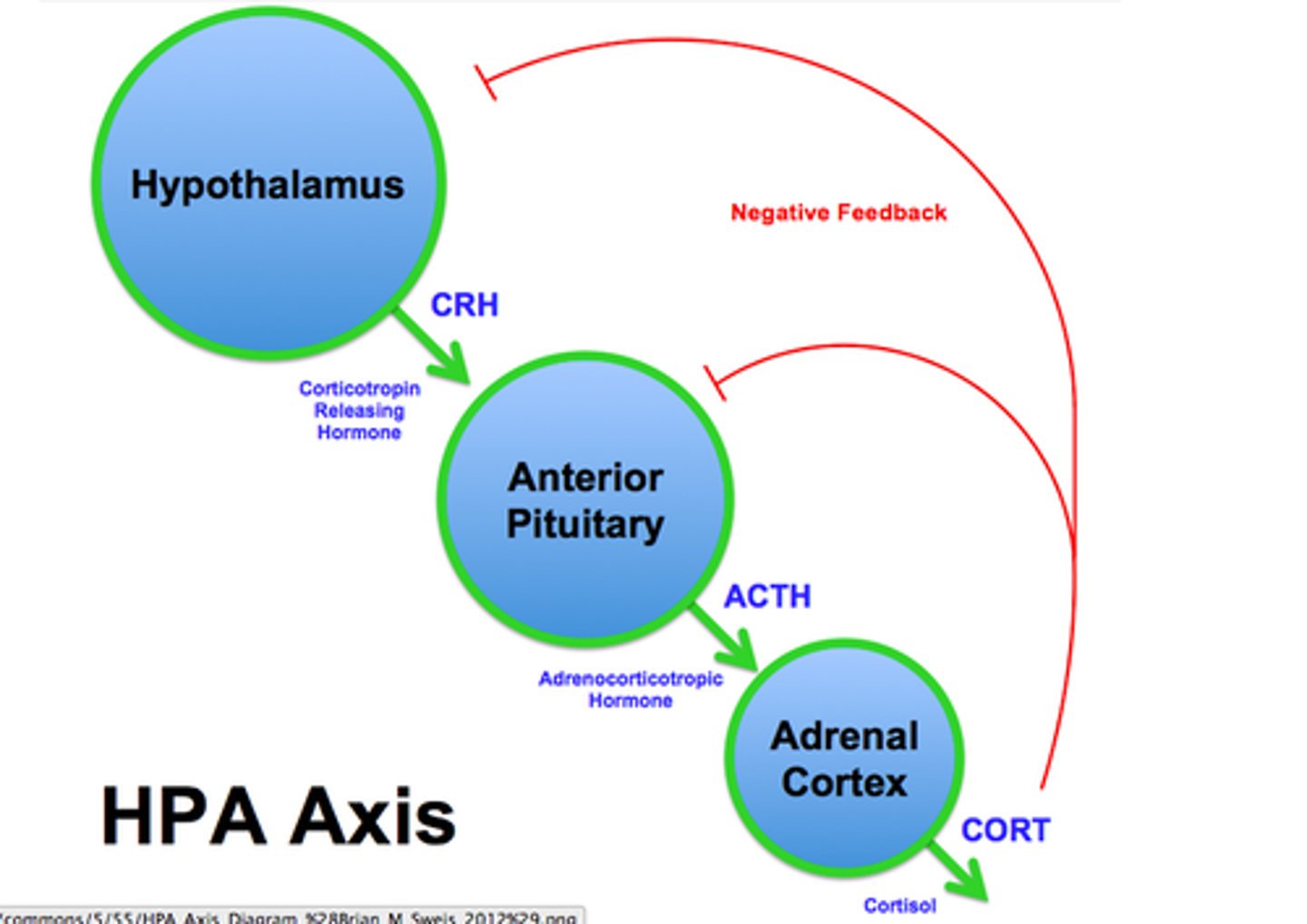 <p>Hypothalamus, pituitary gland, and adrenal cortex. Interaction between the nervous and endocrine systems to produce the body's response to stress. Elevated levels of one of these hormones may lead to depression.</p>