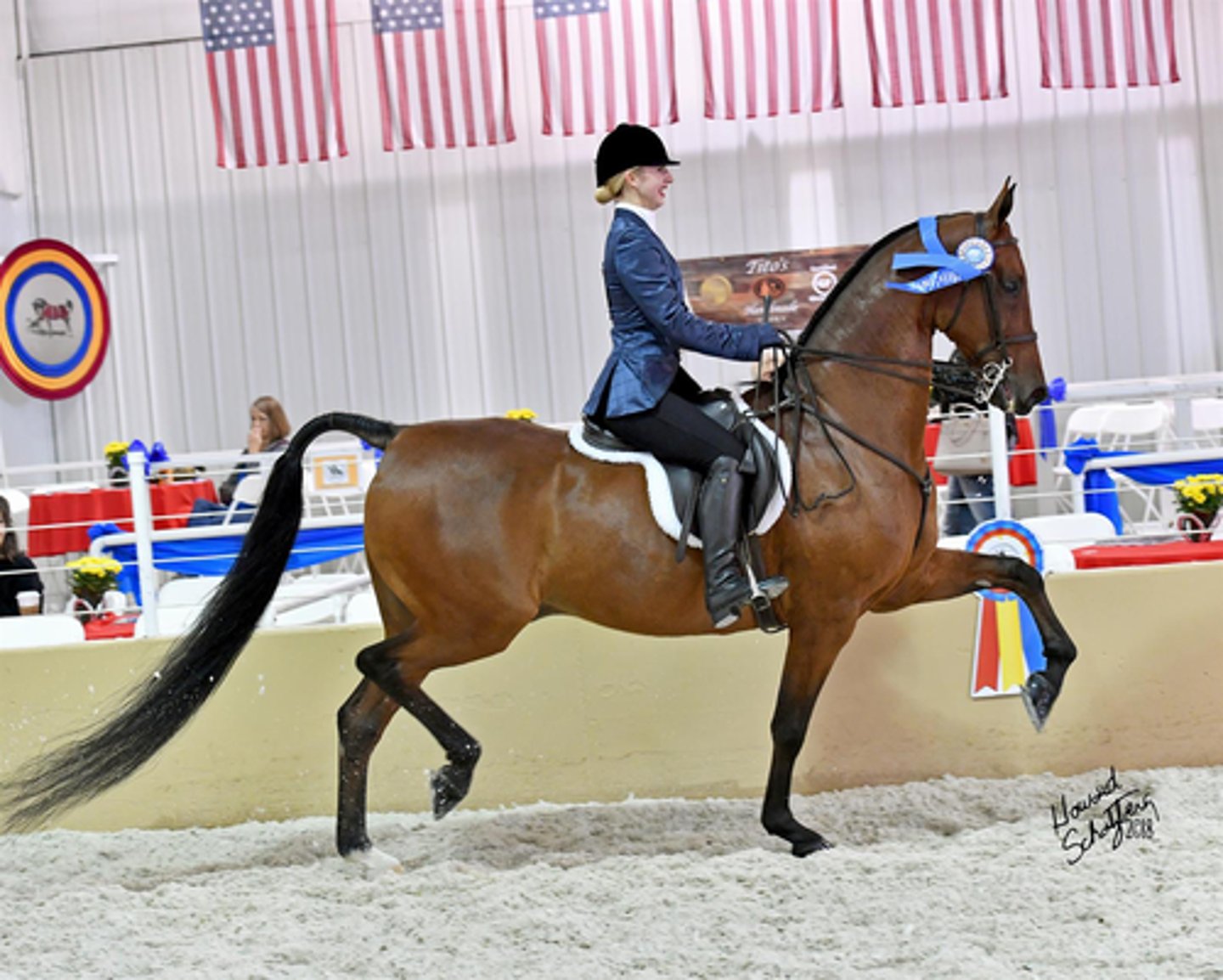 <p>A smooth riding horse made for movement with a high-set neck and commonly associated with tailsets and gaited walks</p>