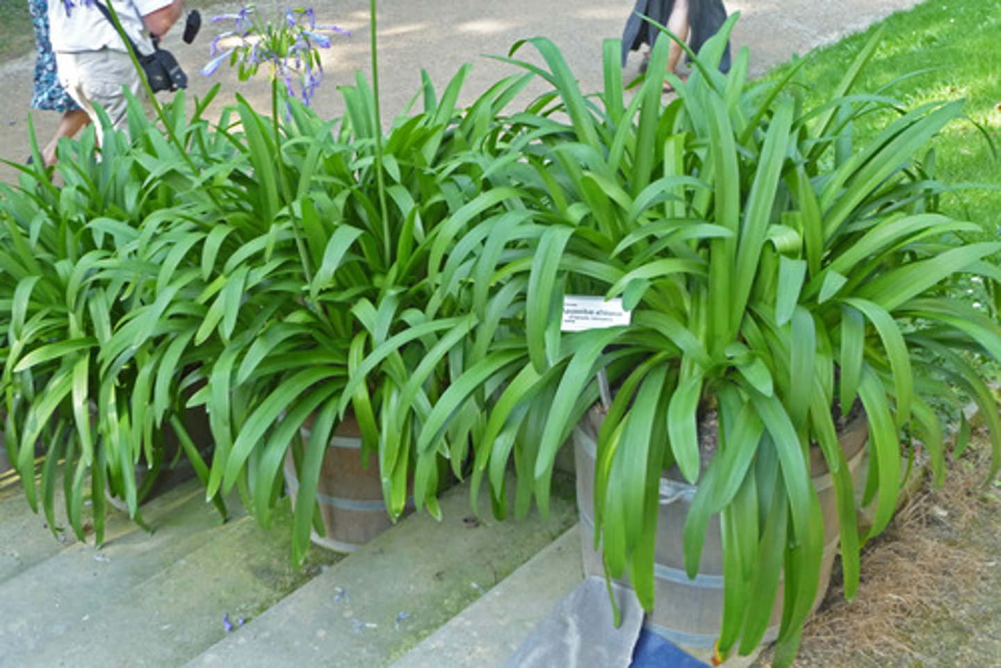 <p>Lily of the Nile</p>