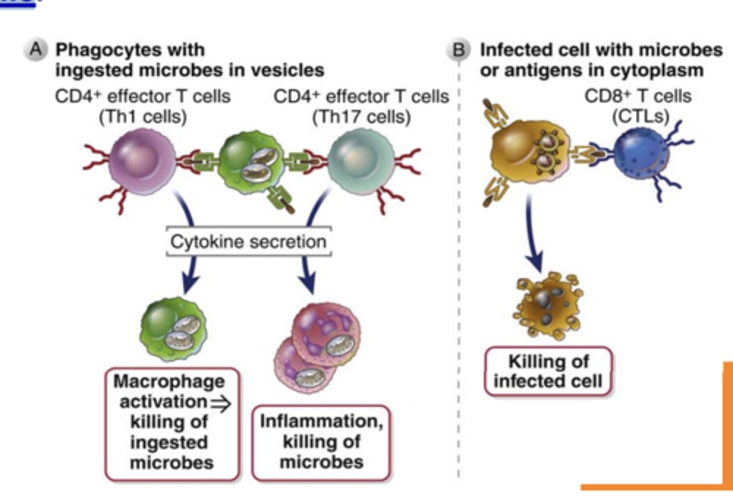 <p>- eosinophils and neutrophils</p>