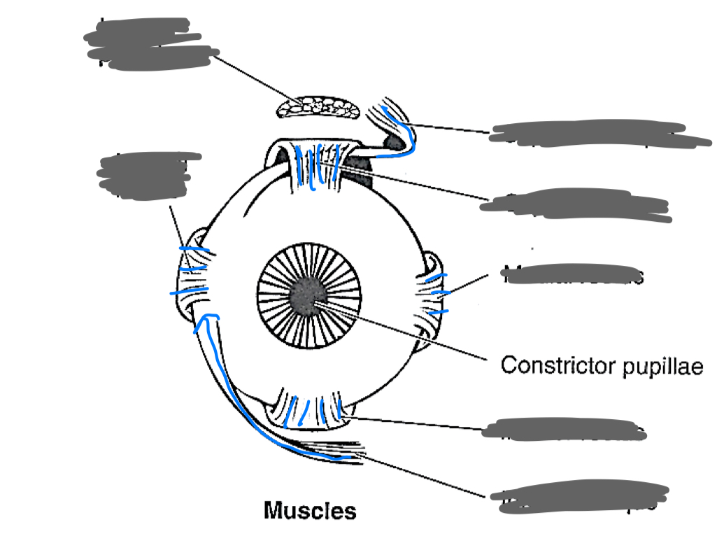 <p>label the eye muscles</p>