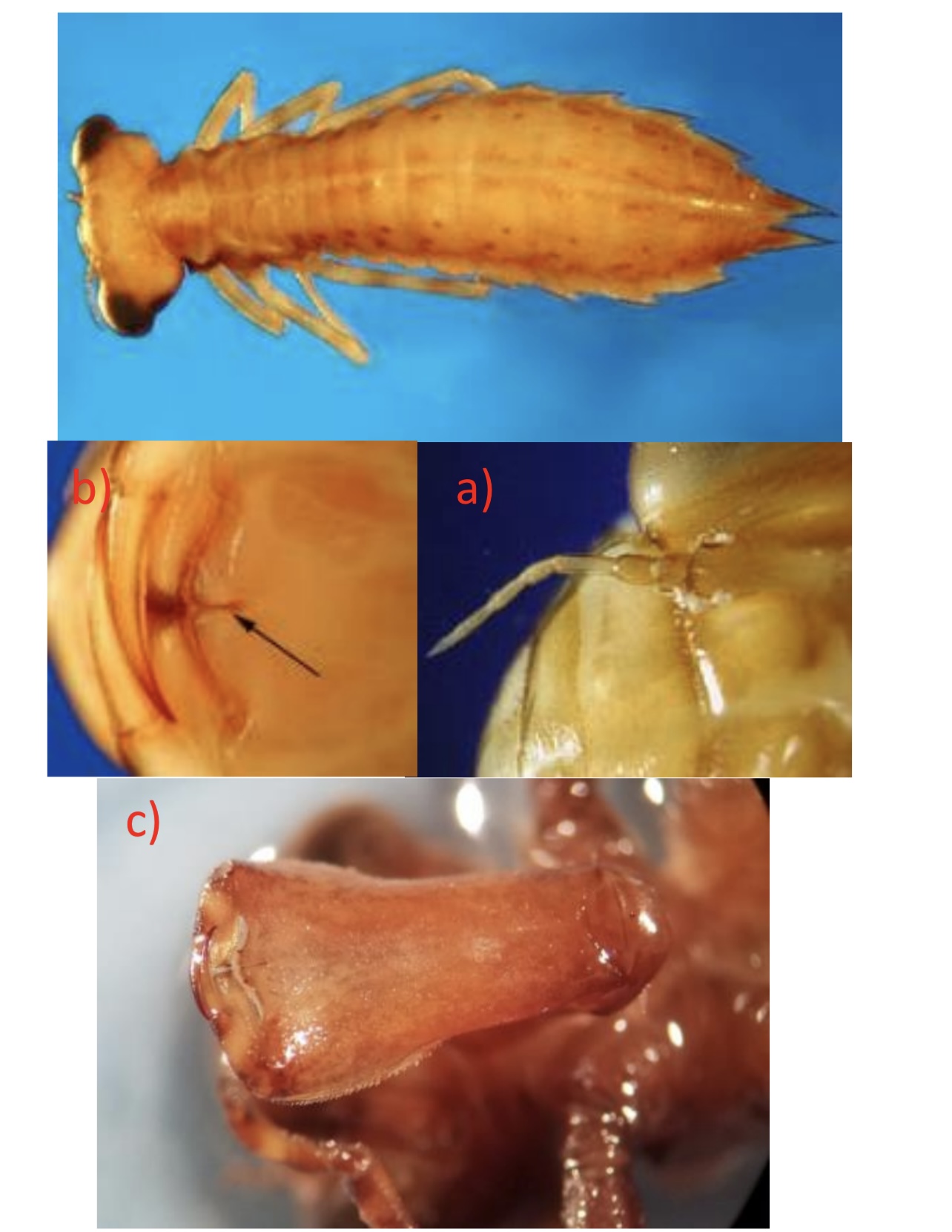 term image