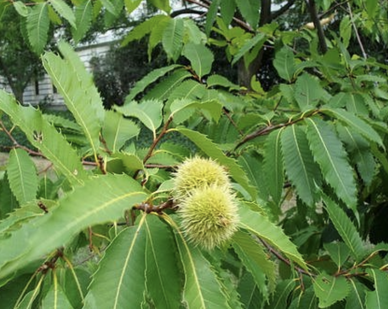 <p><em>Castanea dentata</em></p><p>Fagaceae</p>