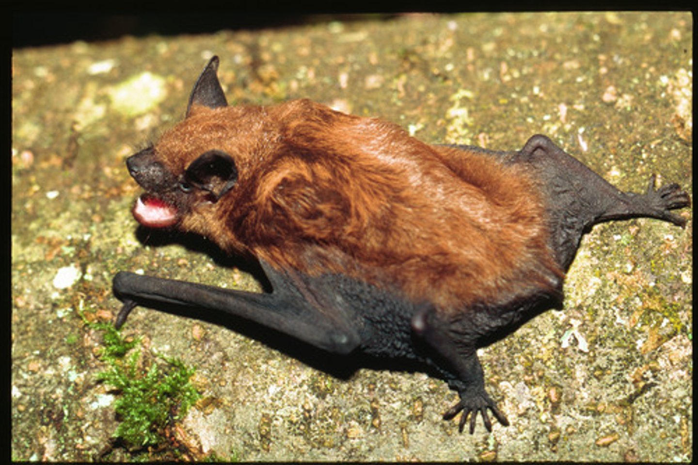 <p>big brown bat</p>