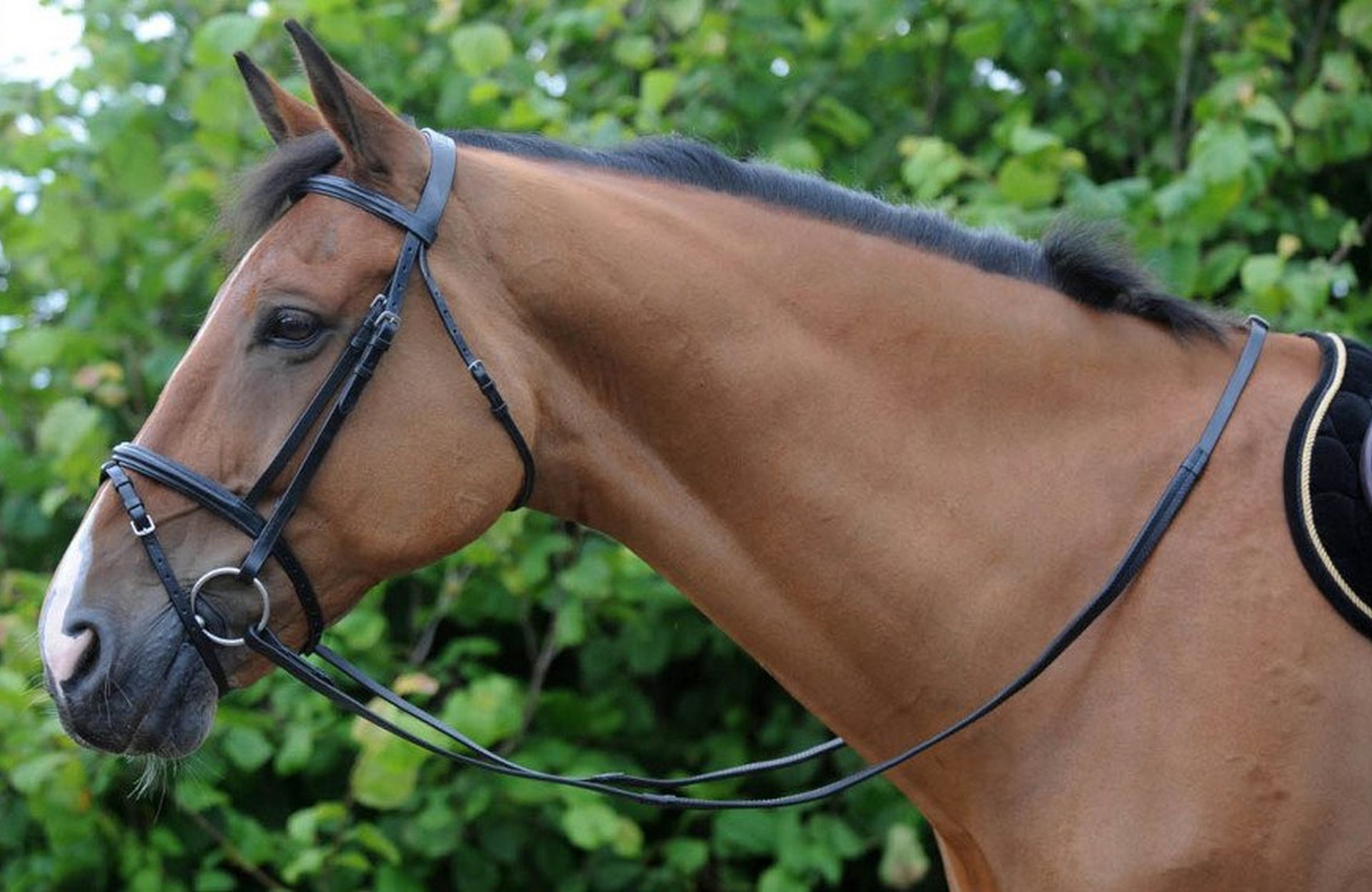 <p><span>Long straps, typically made of leather or synthetic material, connected to the bit of the bridle and held by the rider. The primary means of communication between the rider's hands and the horse's mouth, used to guide the horse's direction, control its speed, and signal various commands.</span></p>