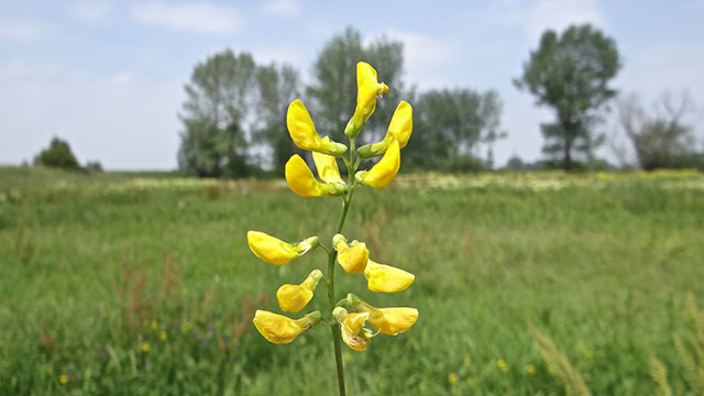 <p>Veldlathyrus (Vlinderbloemenfamilie)</p>