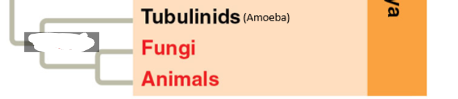 <p>Amoeba<br><br>(Closest to Fungi and Animals)</p>