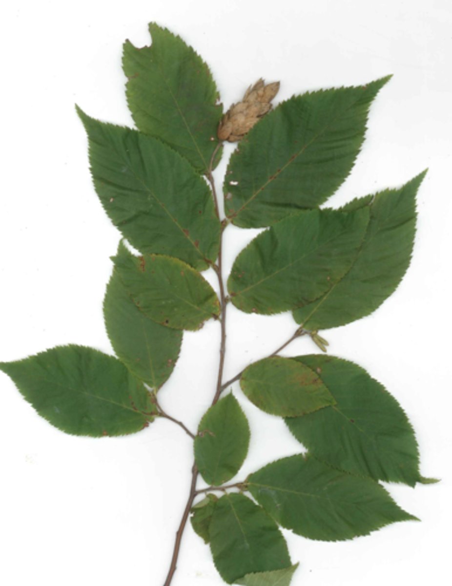 <p>Small male catkins, brown 'hops'</p>