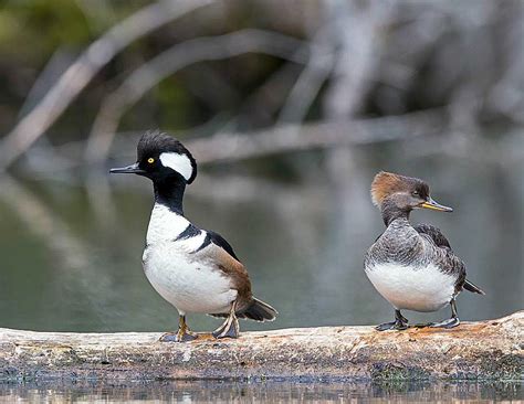 Small, long, lifts tail in water, narrow wings

Males: white back of head, outlined in black

Females: dark grey-brown, brown crest