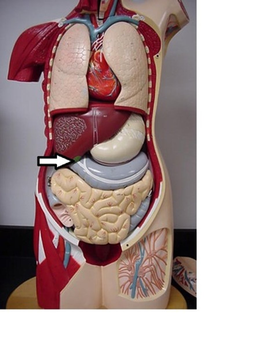 <p>stores bile, attached to liver, RUQ</p>
