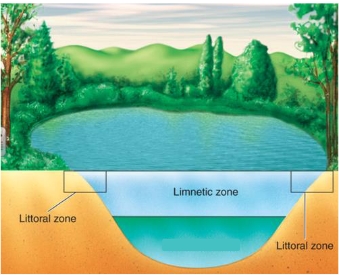 <p><strong>Littoral Zone</strong>: shallow waters along shores, where flowering plants are rooted</p><p><strong>Limnetic Zone</strong>: offshore and comprises water that receives enough light to support photosynthesis</p>