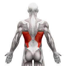 Origin: Spinous process T7-12

Insertion: humerus 

Action: extends, adducts, and medially rotates arm at the shoulder