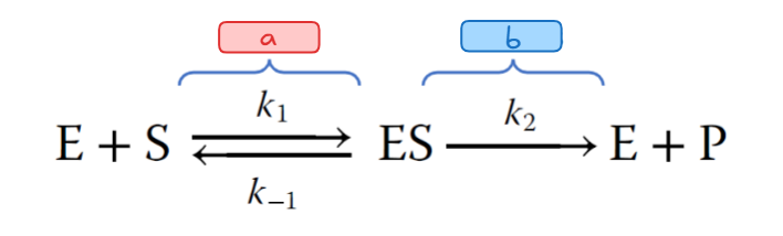 <p>In the enzymatic reaction shown here, <strong>b</strong> represents _____.</p>