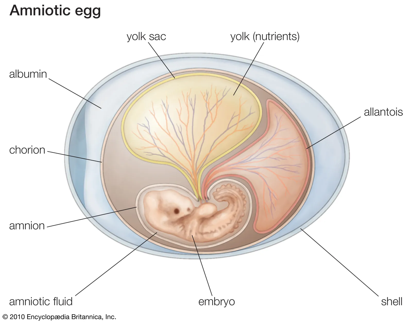 <p>A group of vertebrates that lay eggs on land or maintain embryos within the mother, including reptiles, birds, and mammals. Amniotes are characterized by having an amniotic egg, which provides a protective environment for the developing embryo. </p>