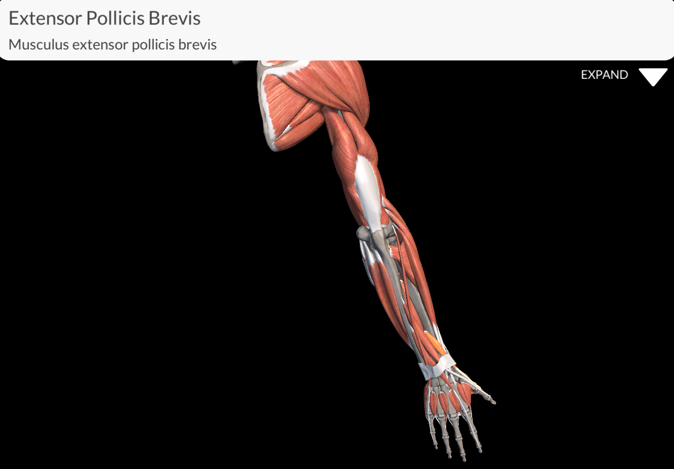 <p>Extensor Pollicis Brevis</p>