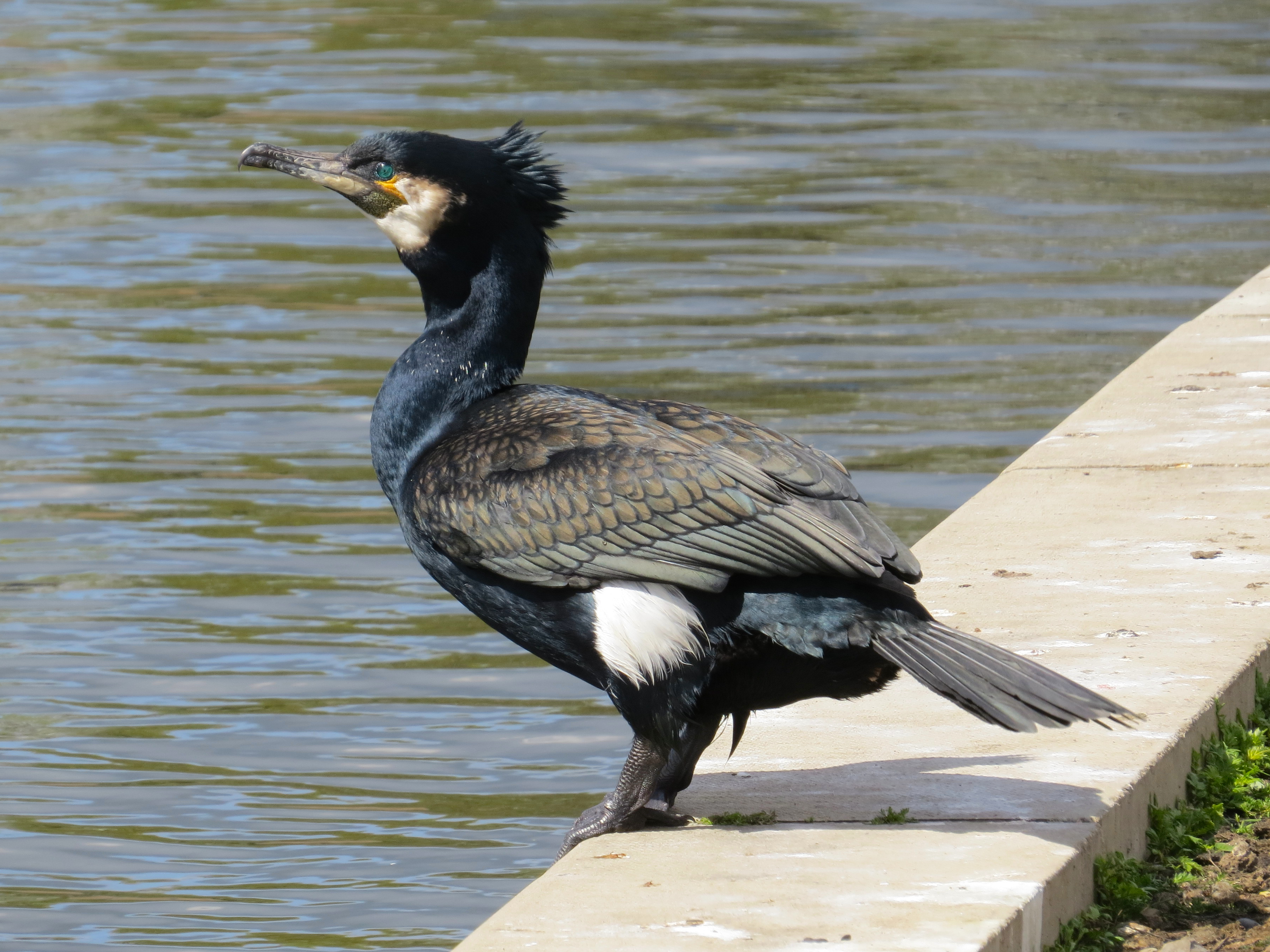 <p>Long hooked beak, thick long neck, white patches during breeding season April-May (cheeks, throat, feathers, …), on coastline</p>
