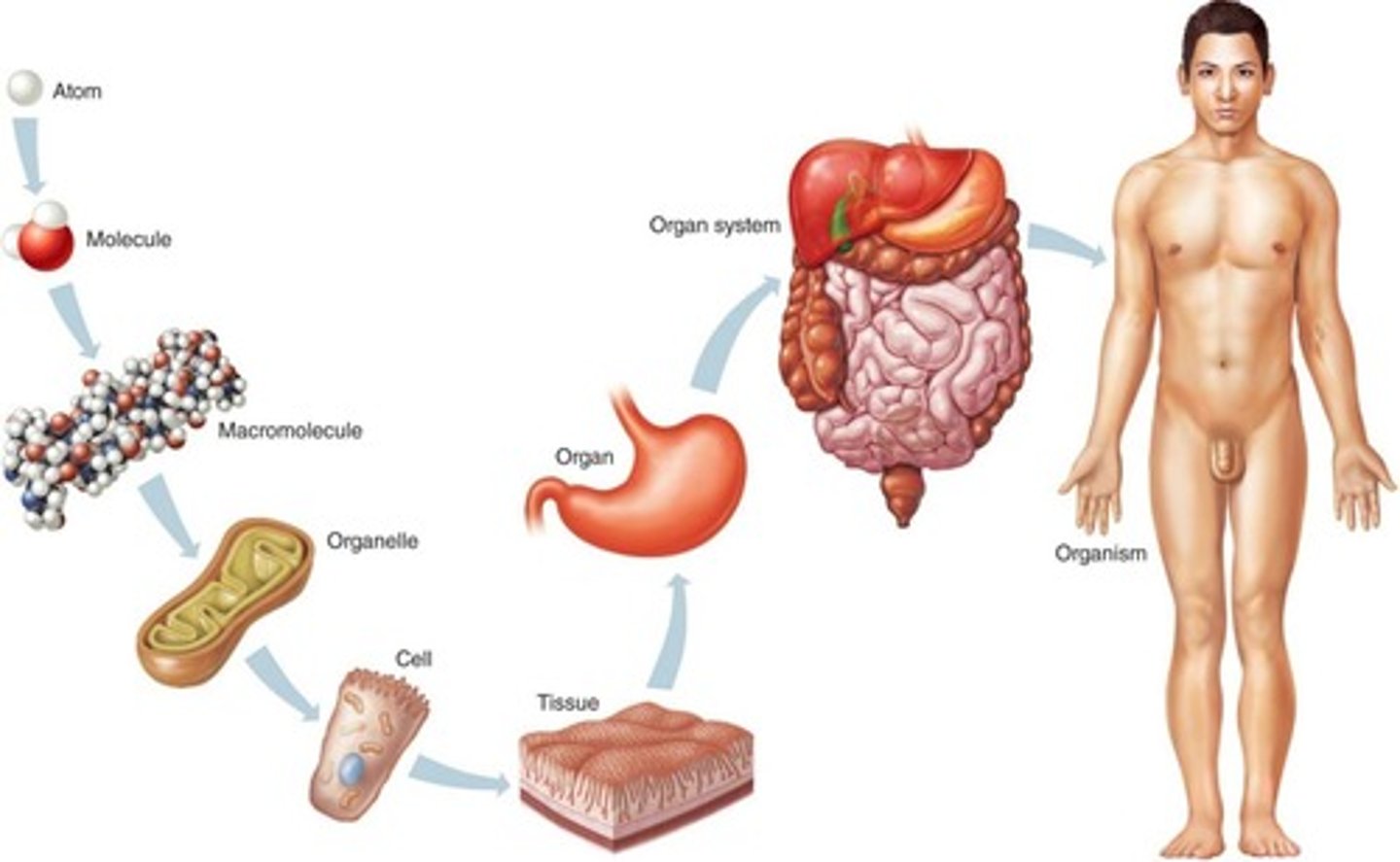 <p>Subatomic particles, atoms, molecules, macromolecules, organelles, cells, tissues, organs, organ systems, organism.</p>