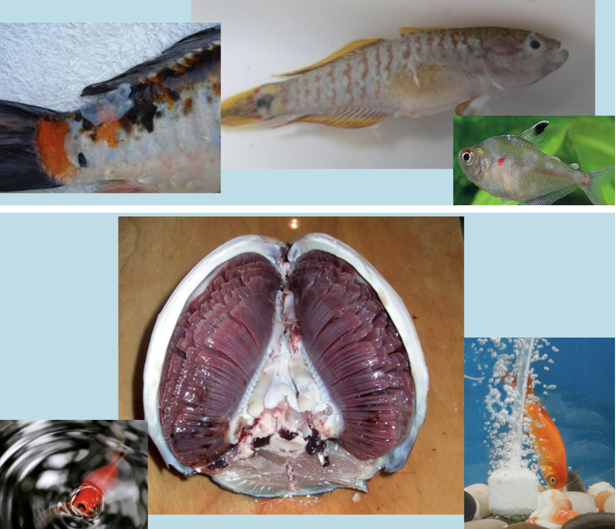 <ul><li><p>Caused by parasites “Chilodonella” that attach to the skin causing severe irritation and – fish produces large amounts of slime or mucus in response to the irritation.</p></li><li><p>Genus Chilodonella include several organism, can infect fresh, brackish and marine water fishes</p></li></ul><p>Clinical and behavioral signs: 1- Increase secretion of mucus, with an overall slimy, patchy or mottled grey appearance. 2- These films of mucus and cellular debris may become detached from the skin surface leaving skin ulcer . 3- The fish is not schooling (isolate itself), or resting on the bottom 4- Rubbing and scratching against objects due to skin irritation. 5- Anorexia &gt; Emaciation and death</p><ul><li><p>Infection of gills will results in signs of hypoxia; Rapid breathing (mouth opening and movement of the operculum), swimming on surface or near aerator.</p></li></ul><p>Treatment:</p><ul><li><p>Raising water temperature to 86 Fahrenheit, add aquarium salt at a dose of 0.4 to 0.7 ounce per gallon.</p></li><li><p>Warm, saline conditions should be maintained for 7 to 14 days.</p></li><li><p>If salt solution does not work, use a formalin,  Potassium Permanganate bath, cupper sulfate, or 2% salt solution bath for up to 7 days.</p></li><li><p>Isolate the infected fish</p></li></ul>