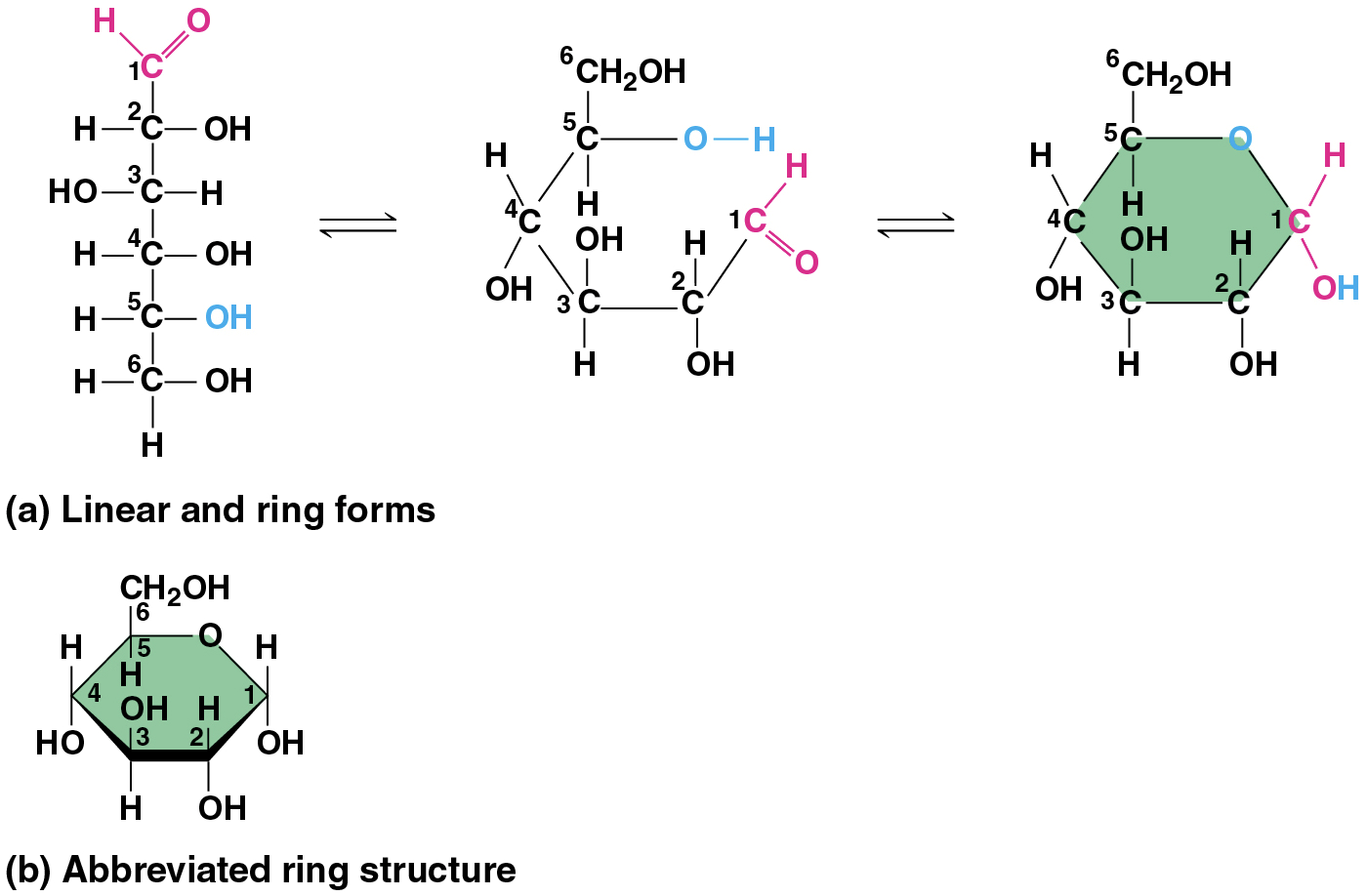 <ul><li><p>include sugars and polymers of sugars</p><ul><li><p>simplest forms are <strong><u>monosaccharides,</u></strong>&nbsp;or simple sugars</p></li><li><p>carbohydrate <strong><u>macromolecules</u></strong>&nbsp;are<strong><u> polysaccharides</u></strong></p></li></ul></li><li><p><em>(notes) many sugars form rings (though often drawn as linear skeletons)</em></p></li></ul><p></p>