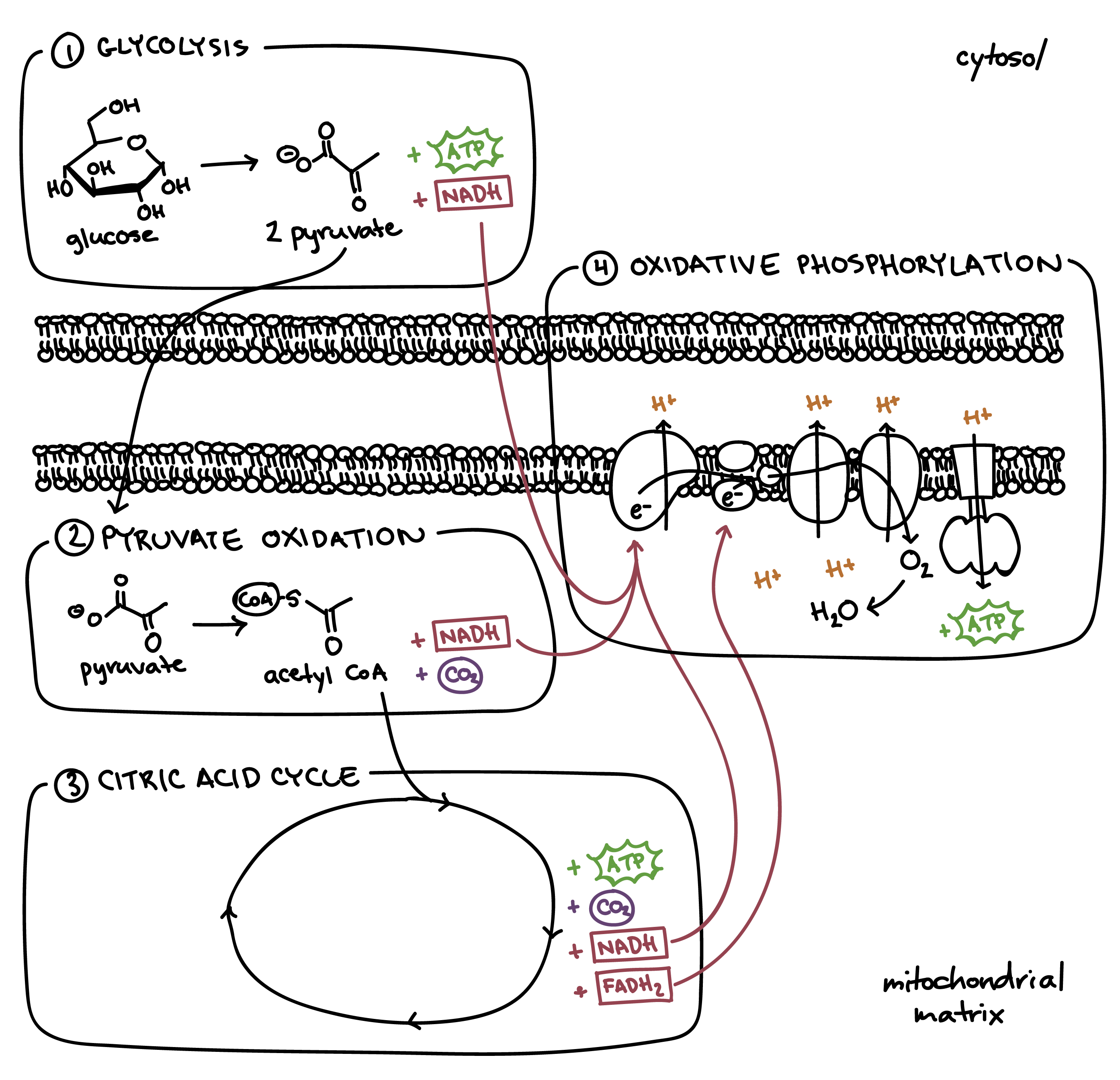 <ol><li><p>Glycolysis</p></li><li><p>Pyruvate Oxidation (link reaction)</p></li><li><p>Krebs/Citric Acid Cycle</p></li><li><p>Electron Transport Chain (oxidative phosphorlaytion)</p></li></ol><p></p>