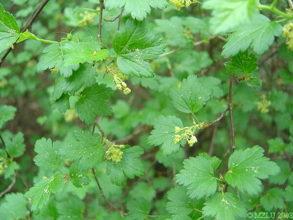 <p><span>rybíz alpínský</span></p>