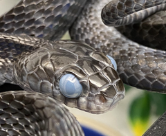 <p>Jeepers creepers, where&apos;d ya get those peepers!? What do the clinical signs of this snake suggest?</p>