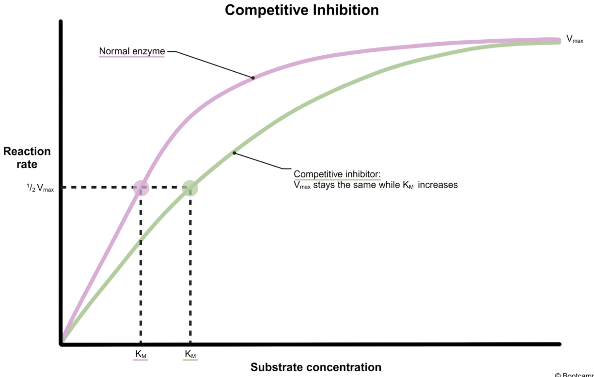 <p><strong>A. K<sub>m</sub> increases | K<sub>m</sub> is the Michaelis Constant —the substrate concentration [X] at which the velocity (V) of a reaction is 50% of the maximum reaction velocity (V<sub>max</sub>).</strong></p><ul><li><p>in competitive inhibition, inhibitors compete with substrates for active sites</p></li><li><p>in an enzyme kinetic plot, a competitive inhibitor causes K<sub>m</sub> to increase and V<sub>max</sub> to stay the same</p></li></ul><p></p>