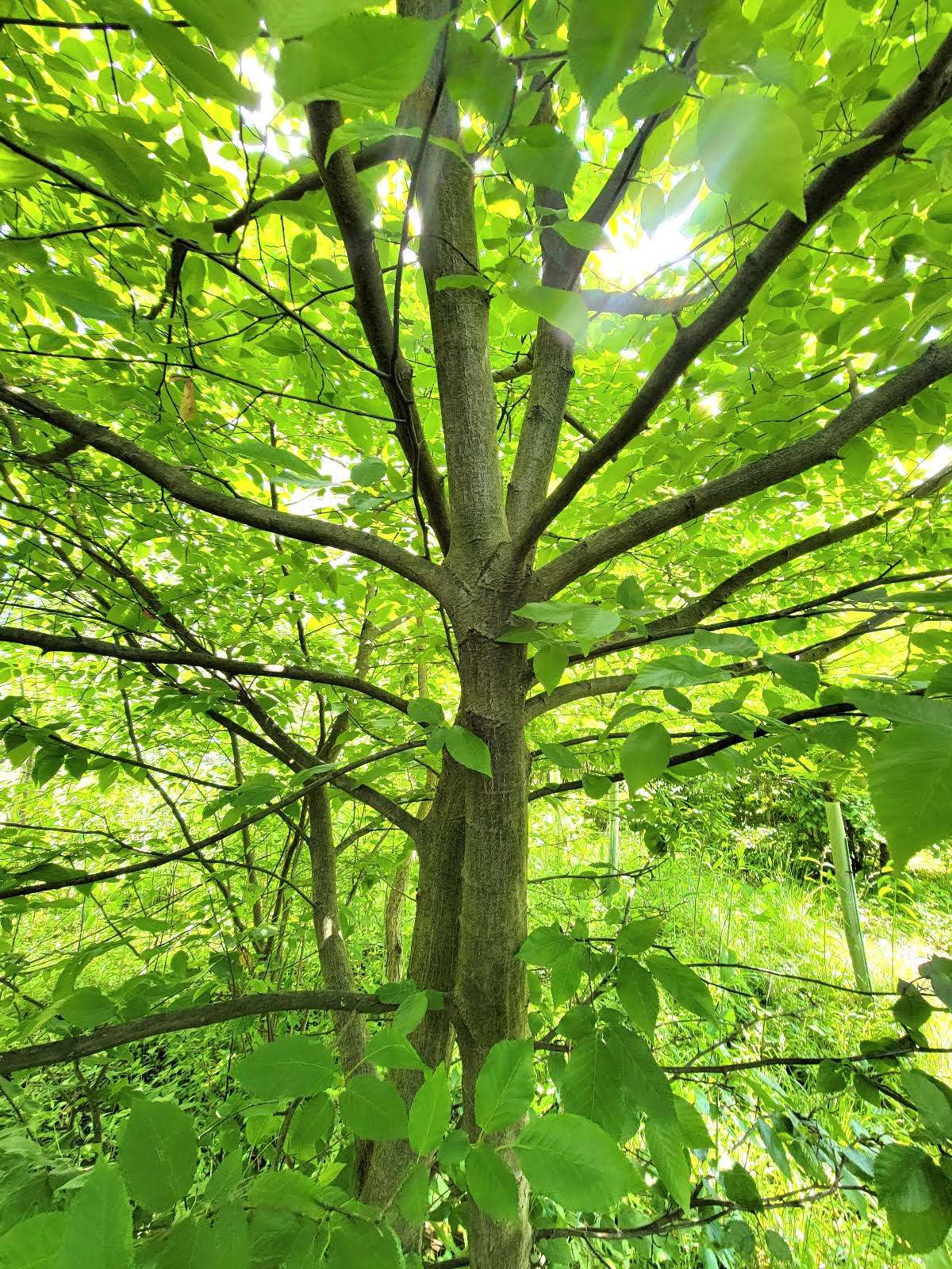 <p>ID Key: Understory tree, smooth bark, serrate rigid leaf like American elm</p>
