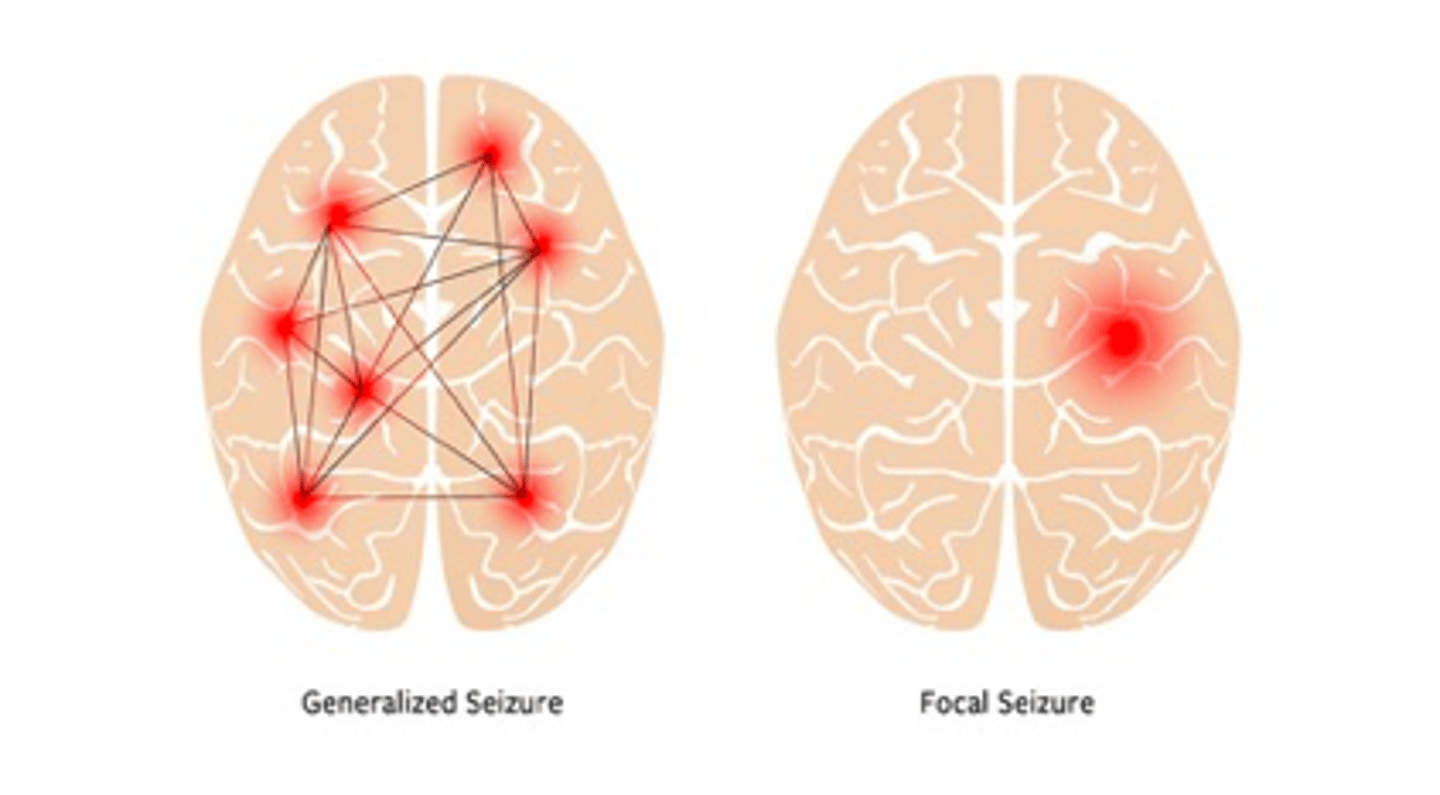 <p>both hemispheres of the brain</p>