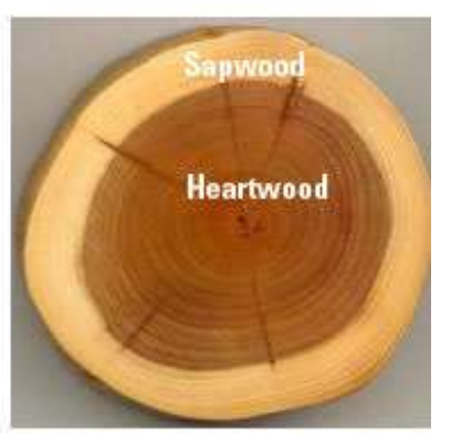 <p>Consist of the outer xylem rings that still conduct water and minerals</p><ul><li><p><u>Antibacterial</u> and <u>antimicrobial</u> compounds protect heartwood from rotting</p></li></ul><p></p>