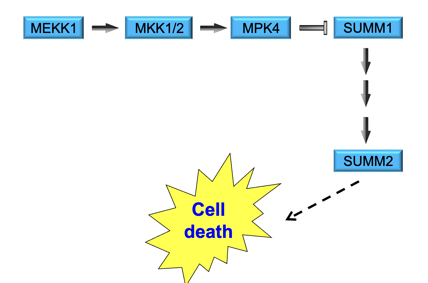 <ul><li><p>SUMM2 is epistatic to MKK1/MKK2, which places it downstream of MKK1/MKK2</p></li><li><p>SUMM2 encodes a protein similar to Apaf1 and Ced4 (which both promote apoptosis)</p></li><li><p>SUMM2 is episatic to MPK4, which places it downstream of MPK4</p></li><li><p>SUMM1 is required for cell death in <em>mkk1 mkk2</em></p></li><li><p>SUMM2 is epistatic to SUMM1, so it acts downstream of SUMM1</p></li></ul><p></p>