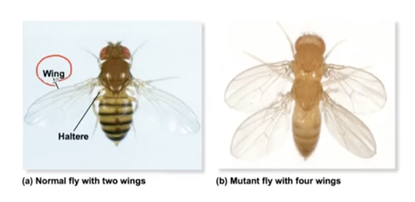 <p>Bithorax mutant</p>