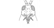 <p>Identify this insect + what its mouthparts are specialized for</p>