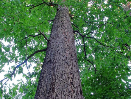 <p>What is the growth form of this plant?</p><p></p>