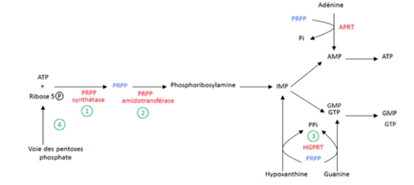 <p>- déficience en HGPRT</p><p>- déficit en glc-6-phospatase</p><p>- insensibilité à la rétro-I des enzymes 1 et 2</p><p>- déficit en APRT</p>