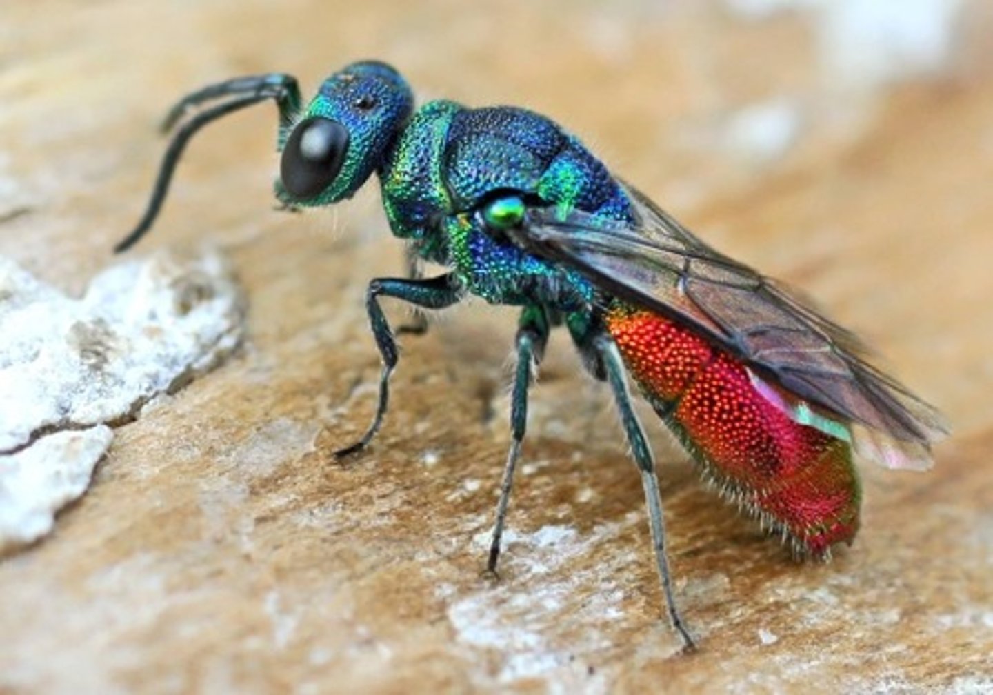 <p>Cuckoo wasps</p>