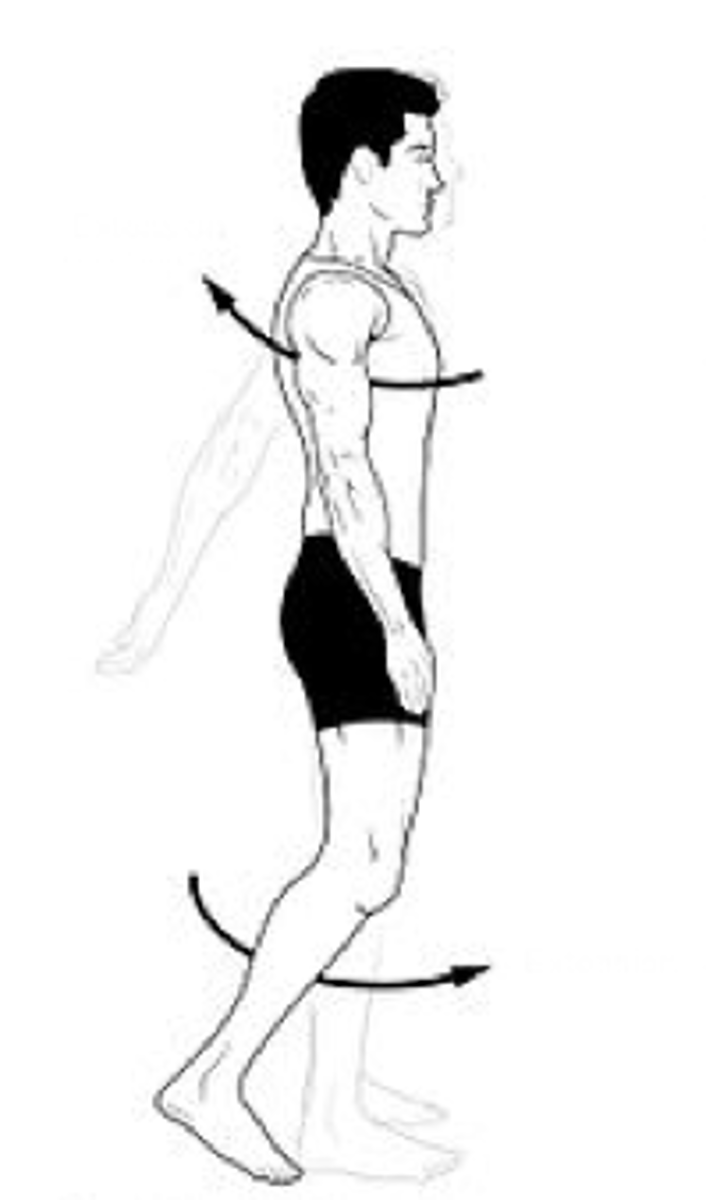 <p>Identify the action indicated by the arrow.</p>