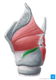 <p>What muscle is this? </p>