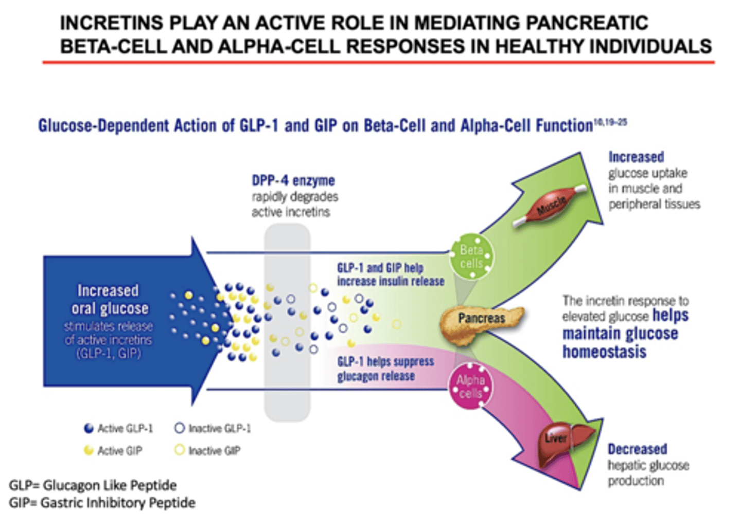 <p>GLP1</p>