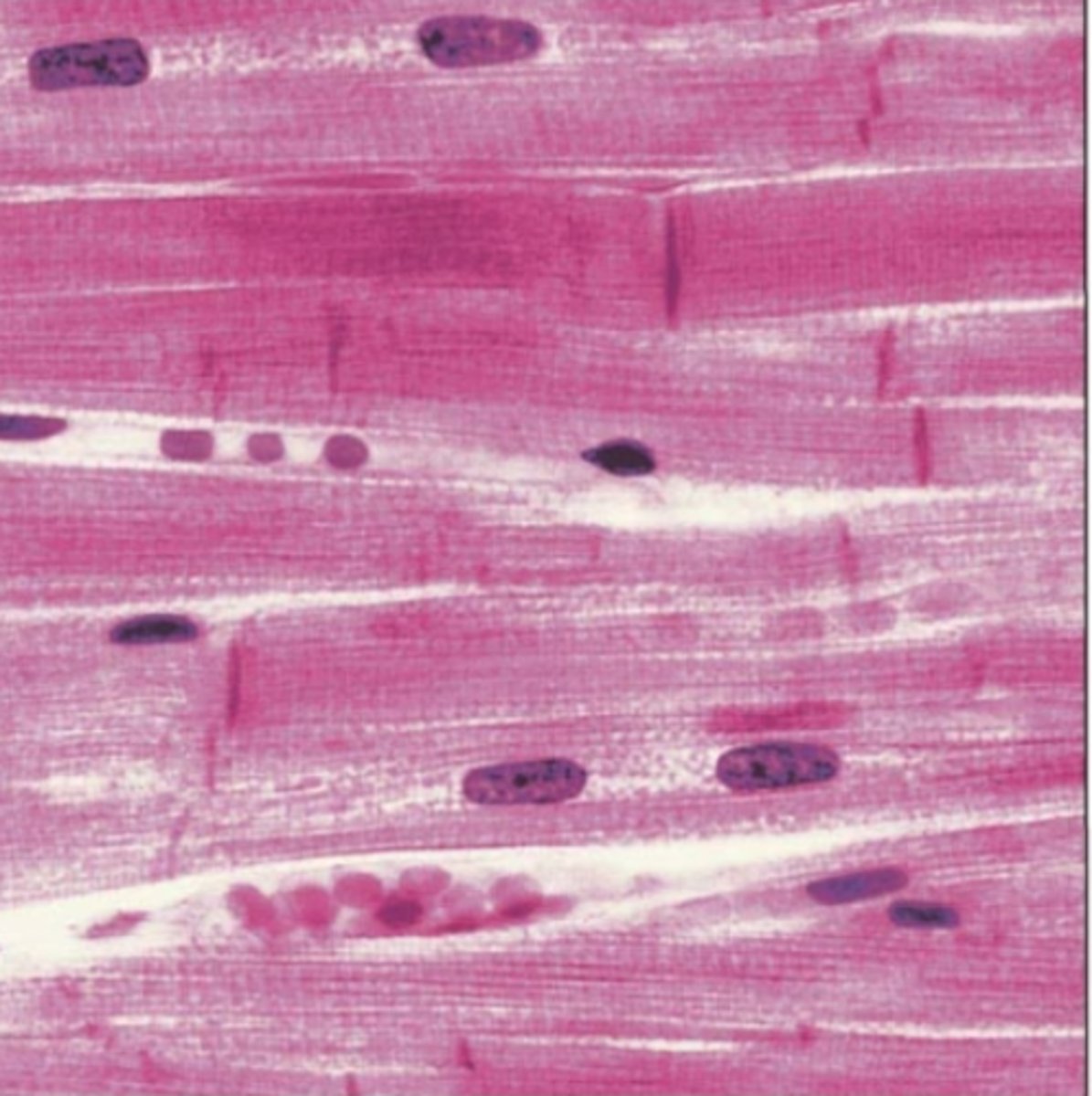 <p>Name the organ</p>