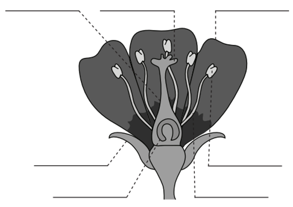 <p>Label the parts of the flower from left to right.</p>